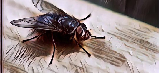 Inilah Proses Metamorfosis Lalat yang Unik, Yuk Pelajari!