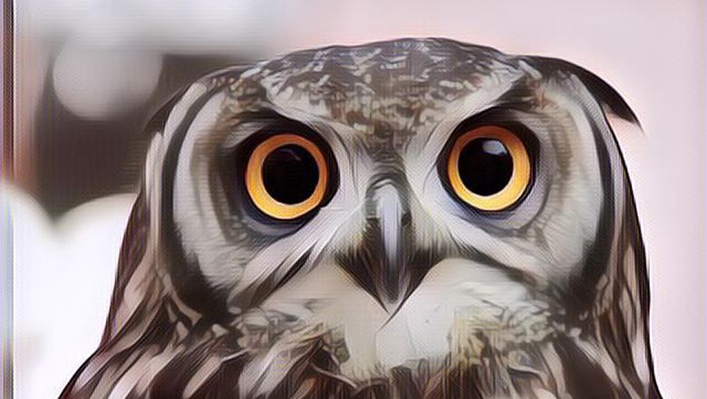 Hewan-hewan Ini Dipercaya Bisa Mendeteksi Keberadaan Makhluk Halus di Malam Hari