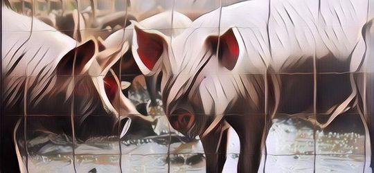 Penelitian Terbaru Menyebut Organ Babi Bisa Ditransplantasikan ke Tubuh Manusia, Beneran Nih?