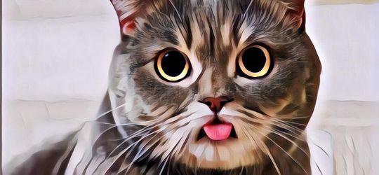 Nama-nama Kucing Biar Lucunya Nggak Udah-udah