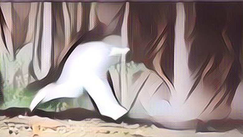 Serem! Seorang Pekerja di Kalimantan Dicegat Makhluk Mengerikan Saat Pulang Tengah Malam