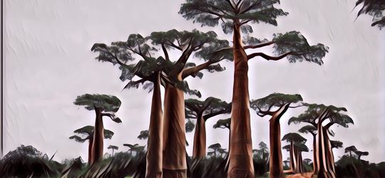 Sungguh Mencengangkan! Inilah Kisah 30 Wanita yang Jadi Penghuni Pertama Madagaskar, 23 Di Antaranya Orang Indonesia!