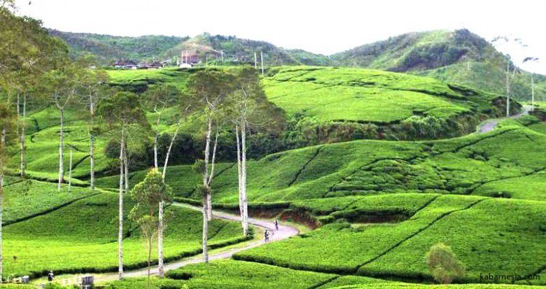 3. Kebun Teh Kemuning