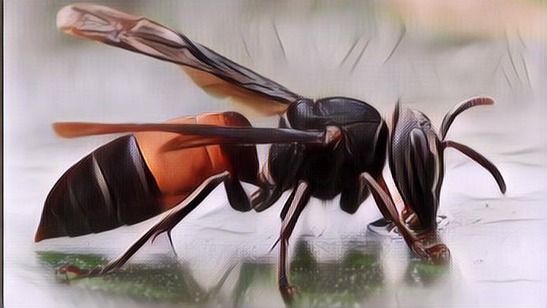 Benarkah Sengatan Tawon Ndas Bisa Mematikan? Ini Kata Ahli!