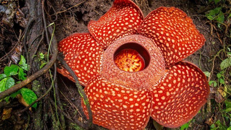 2. Bunga Bangkai Rafflesia Arnoldi