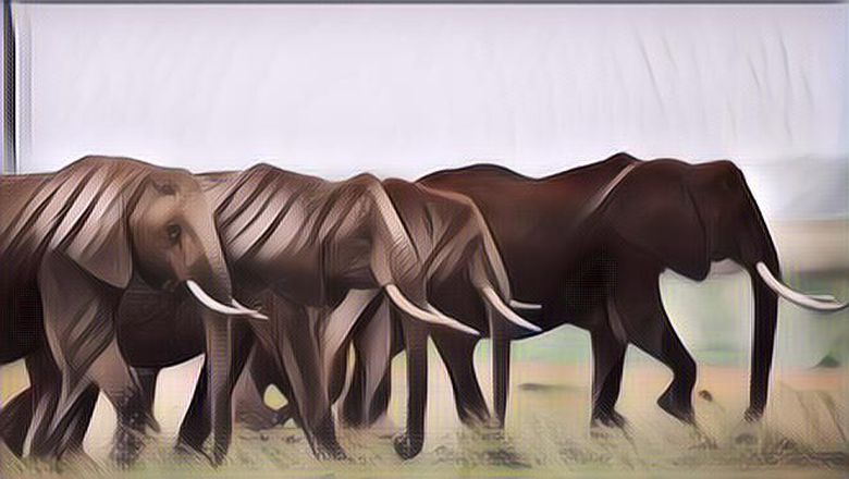 Sedih, Rumah Sakit Gajah Pertama di Dunia yang Ada di Thailand Kabarnya Akan Ditutup Lantaran Tidak Ada Dana