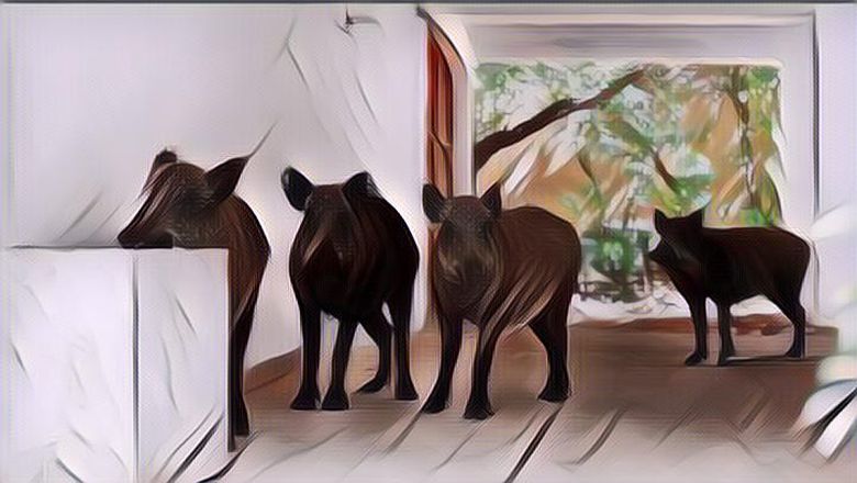 Benda-benda yang Ditakuti Babi Ngepet, Coba Simpan di Rumah