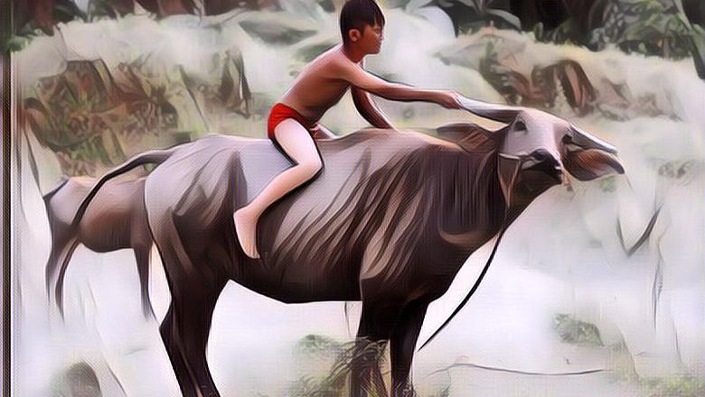 Ajak Kerbau Selfi, Inilah Bukti Petani Menyayangi Peliharaannya