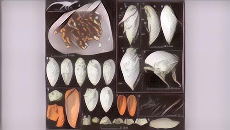 Ada Kumbang yang Terjebak di Kotoran Dinosaurus 230 Juta Tahun Lalu