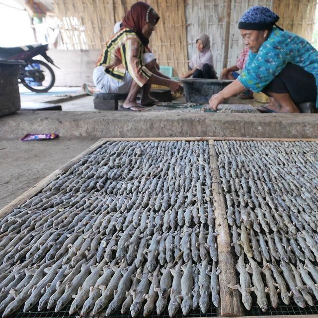 # Pengusaha Tokek Untung Besar dari Bisnis Ini