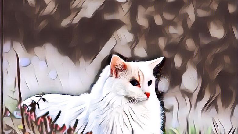 Jenis Kucing yang Pernah Dipelihara Rosulullah SAW dan Kenapa Hewan Ini Istimewa di Mata Islam