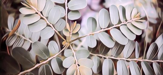 Ternyata Daun Kelor Punya Banyak Khasiat Baik Untuk Kesehatan, Lho!