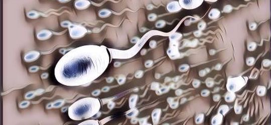 Ternyata Gambaran Kita Soal Pergerakan Sperma Selama Ini Salah! Gini Gerakan yang Sebenarnya