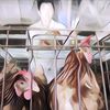 Ayam Thailand Diberi Makan Ganja? Gak Nyangka Ternyata Hasilnya Lebih Bagus dari Antibiotik!