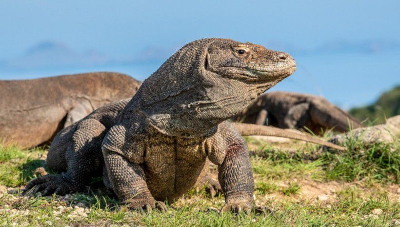 1. Komodo