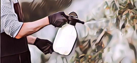 Tutorial Membuat Pestisida Alami Sendiri di Rumah Menggunakan Bahan yang Mudah dan Murah