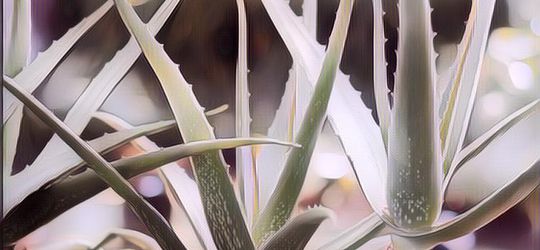 Tanaman Sakti! Berikut 7 Manfaat Lidah Buaya untuk Kulit Wajah dan Seluruh Tubuh