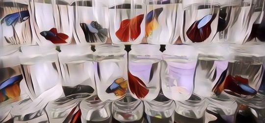 Pecinta Ikan Cupang Merapat! Berikut Ini 7 Jenis Ikan Cupang Sultan Seharga Ratusan Ribu Hingga Puluhan Jutaan