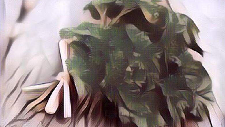 Manfaat Daun Peterseli Bagi Kesehatan, Ternyata Bagus Banget!