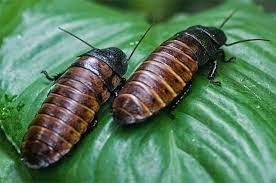 # Kecoa Mendesis Madagaskar