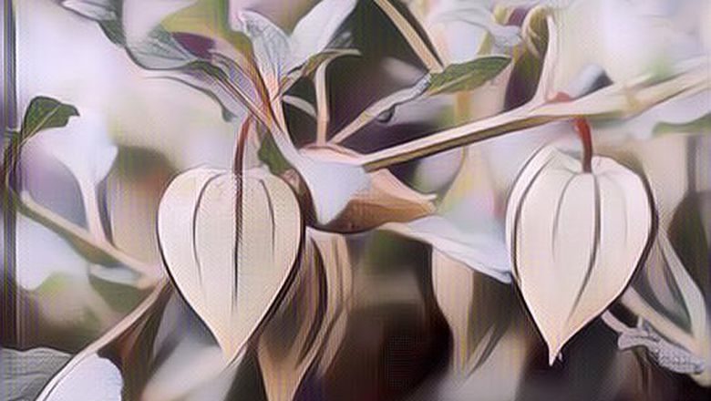 Manfaat Daun Ciplukan, Lihat Dulu, Jangan Diremehkan Ya