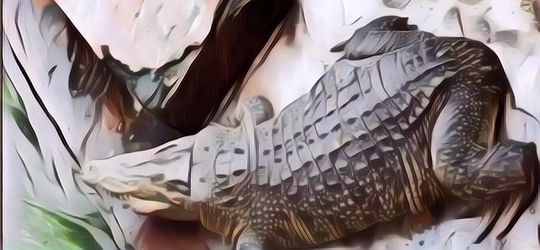 Fenomena Buaya Buntung: Bukan Siluman dan Bukan Editan, Ini Kejadian Langka Ciptaan Tuhan