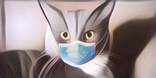 4. Kucing Bisa Merasakan Tanda-tanda akan datangnya hujan badai