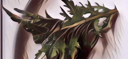 Macam-Macam Lettuce atau Selada yang Bisa Jadi Bahan Salad, Kesegaran nih!