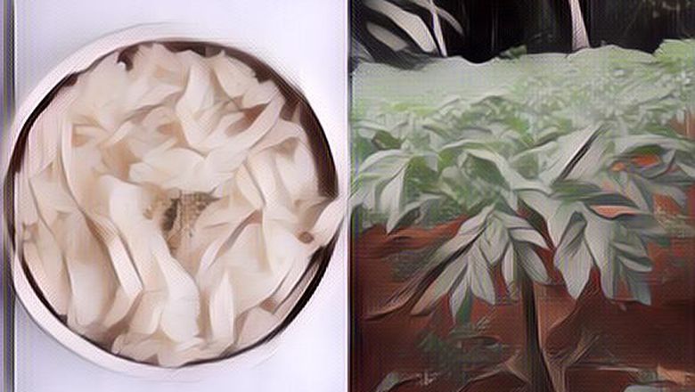 Beras Porang Itu Sebenarnya Terbuat dari Apa Sih?