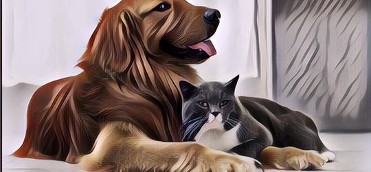 Kapan Waktu yang Tepat untuk Steril Kucing dan Anjing?