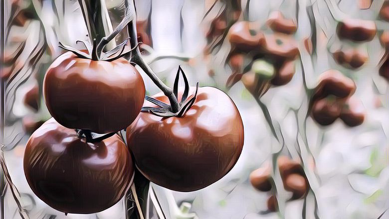 Bagus Dimakan Mentah Maupun Matang, Berikut 5 Manfaat Tomat untuk Kesehatan