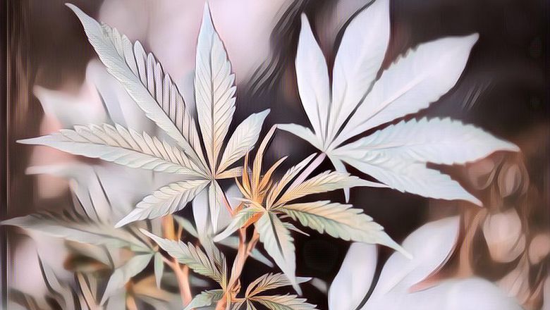 Nyimeng dan Bahayanya yang Perlu Diketahui, Meski Ganja Bermanfaat untuk Konsumsi Obat