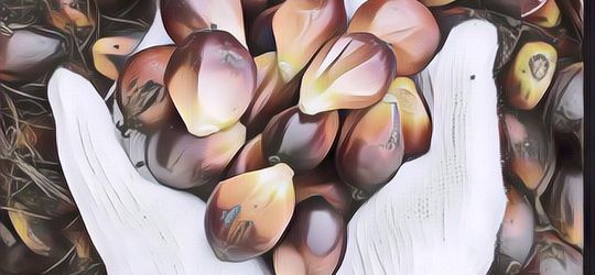 5 Orang Indonesia yang Jadi Tajir Melintir Gara-gara Industri Kelapa Sawit