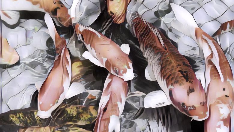 Viral Ikan Koi Dimasak Gulai, Warganet: Makannya Sambil Meneteskan Air Mata