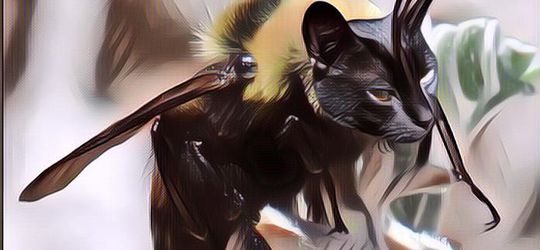 Pengemar Kucing? Harus Lihat Foto-Foto Lebah Bermuka Kucing Ini! Antara Lucu dan Serem Sih