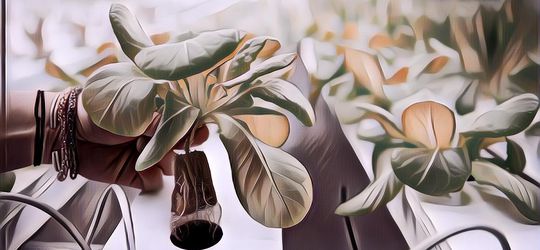 Viral Anak Kos Tanam Hidroponik Biar Hemat Uang Makan: Lumayan Buat Sarapan