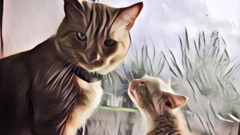 Kucing Oren Ini Nggak Tumbuh Besar karena Kelainan, Jadi Anak Kucing Imut Selamanya