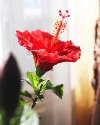 #Kembang sepatu (Hibiscus)