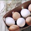 Hati-Hati Telur Ayam Kampung Palsu! Begini Cara Mudah Membedakan Antara Yang Asli Dan Yang Buatan