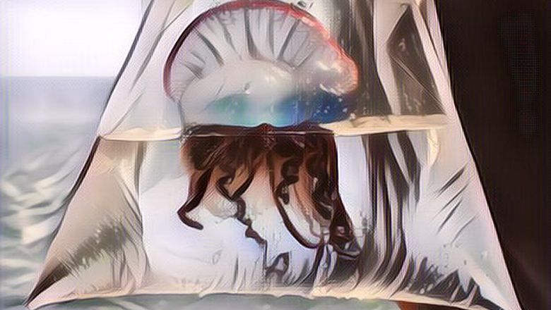 Bluebottle Ubur-Ubur Paling Membahayakan di Australia