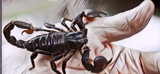 Salep untuk Sengatan Kalajengking, Cari yang Ada Pereda Nyerinya!