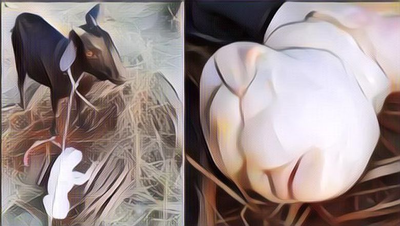 Aneh Tapi Nyata! Seekor Kambing di India Melahirkan Bayi Kambing Bermuka Manusia