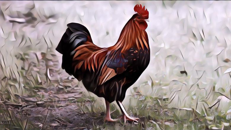 Seekor Ayam Jago Menang di Pengadilan Lawan Manusia, Kok Bisa Ya?