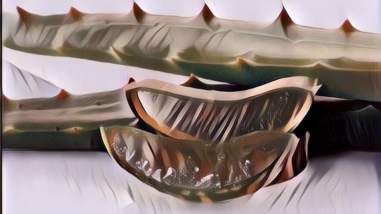 Berjuta Manfaat Lidah Buaya, Baik untuk Kesehatan Tubuh Maupun Kecantikan