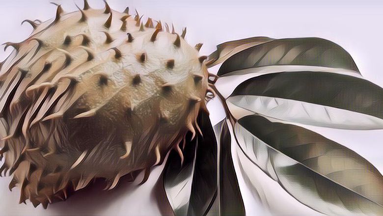 Tak Banyak Yang Tahu, Ini Beberapa Khasiat Daun Sirsak Untuk Kesehatan