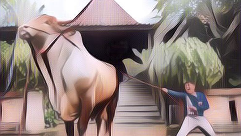 Fakta Unik Wariso, Sapi Kurban Irfan Hakim yang Harganya Capai Rp 300 Juta