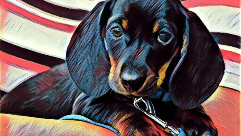 Anak-anak Anjing ini Bermain-main dengan Sapu. Lucu Banget!!