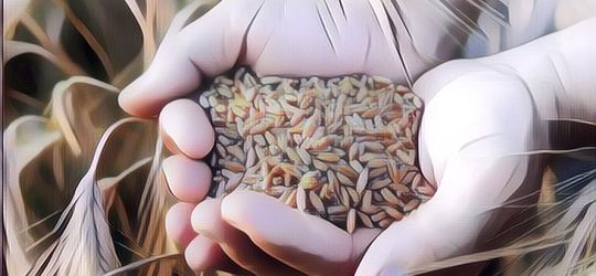 Hasil Olahan Gandum: Belajar Mengenali Lebih Dekat Bahan Ini~