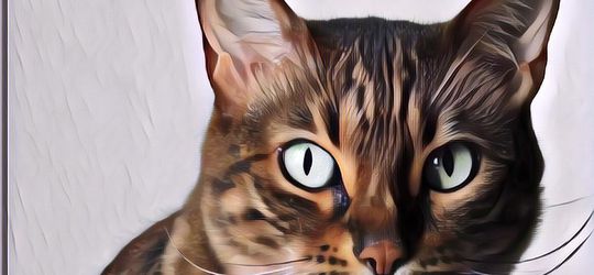 5 Ras Kucing Paling Mahal di Dunia? Kata Siapa? Murah Keles...