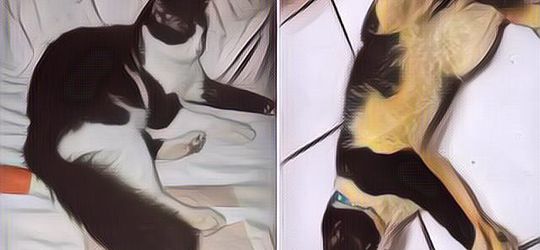 Kucing Ini Jadi Lebah Setelah Mandi Buat Hilangkan Kutu